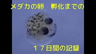 小川ブラック メダカの卵の孵化までの１７日間の記録 産卵 孵化 Youtube