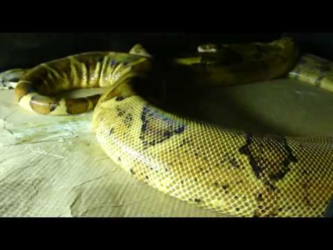 boardgamegeek Dec. 22nd 2009 Boa Breeding Update