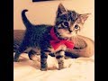 おしゃれなネクタイ猫ちゃんがかわいい♡～Stylish tie cat is cute.