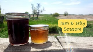 Dandelion Jelly & Strawberry Jam Vlog! | Seedling & Baby Chick update!