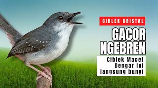 Ciblek Kristal Gacor Ngebren Nembak Panjang-panjang | Pancingan Ampuh Ciblek Malas Bunyi dan Macet