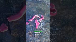 The Most Bizarre Creature | Ribbon Worm