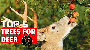 Top 5 trees for deer habitat what & how to plant oak apple pear chestnut spruce DIY Habitat Podcast