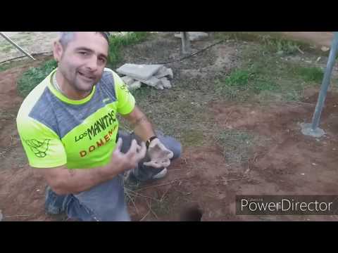 Video: Cómo Construir Una Perrera Para Un Perro