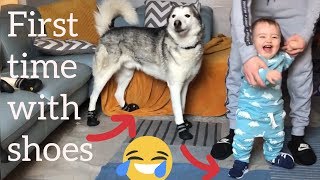 My Huskies and Baby wearing shoes for First time!! [TRY NOT TO LAUGH LOL]