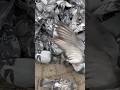 a gang of pigeons attacked me #nature #asmr #villagelife