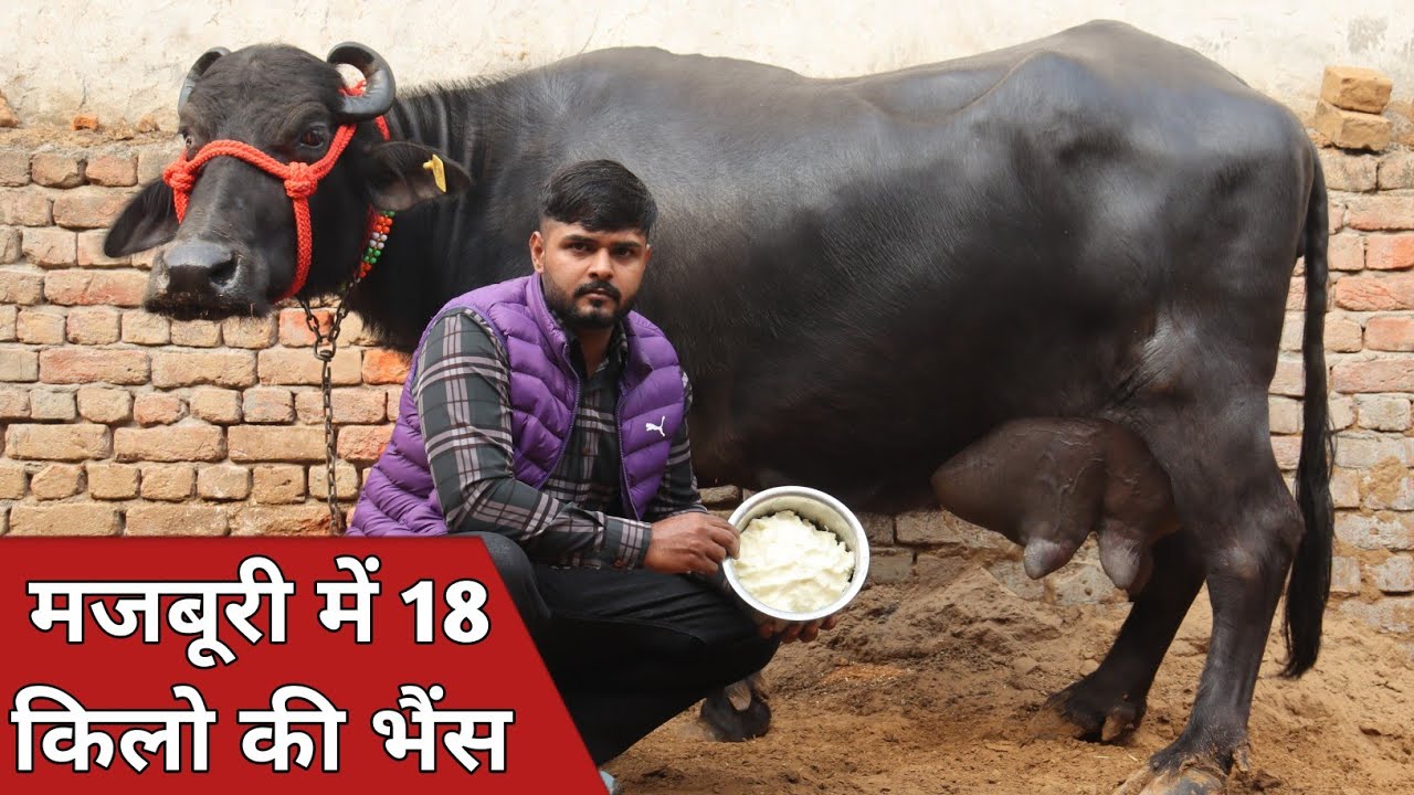 मजबूरी में 18 किलो दूध की भैंस, कांटे के तोल में बिक्री के लिए || Sahil Dairy Farm (9310859482)