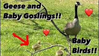 ❤ Baby Birds Everywhere!! Hanging Out With Geese and Cute Baby Goslings!! ❤