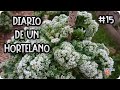 Diario De Un Hortelano #15 - ¡¡La Huertina Helada!! Y Semilleros De Primavera || La Huertina De Toni