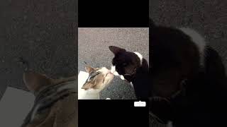  perfectedsheeran song 