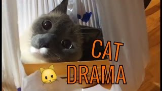 CATS IN GARAGE, PACKING UP TD HQ, WILL VLOGS