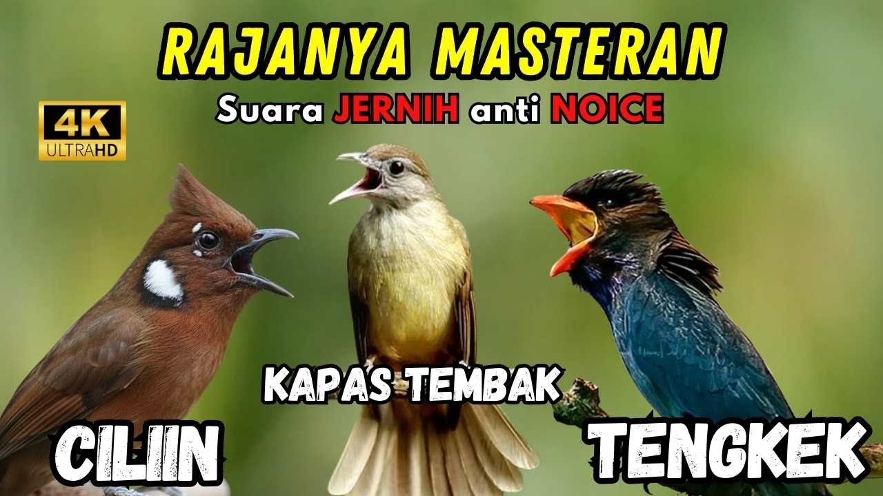 Masteran Kombinasi Cililin-Kapas Tembak-Tengkek Buto SUARA JERNIH