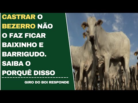 CASTRAR O BZERRO NÃO O FAZ FICAR BAIXINHO E BARRIGUDO