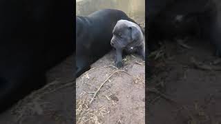 Blue Black Staffies Big Sister