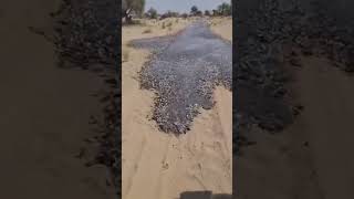 Аномалия. Рыбный поток в пустыне Салех Пат в Пакистане.