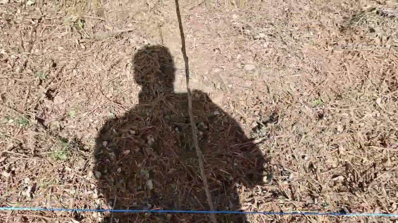 Cortavientos vegetal a base de  Populus nigra Italica para invernaderos, frutales y huerta