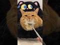 Funny and random cats compilation😺😹 part2 #shorts #cat #funny #viralvideo