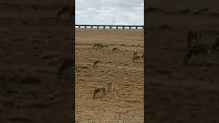 💢可可西里的藏羚羊太漂亮了！Tibetan Antelope  #Animal 【跟着图尔去旅行】