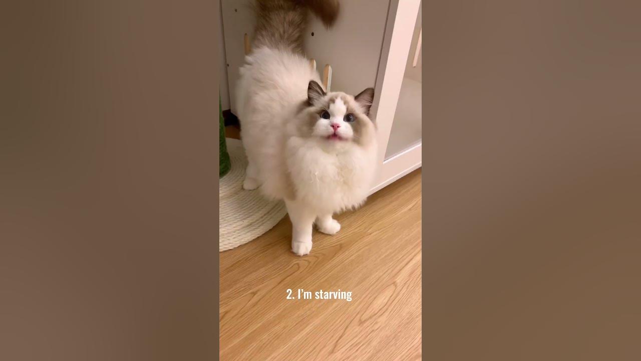 5 different cat noises and what they mean
