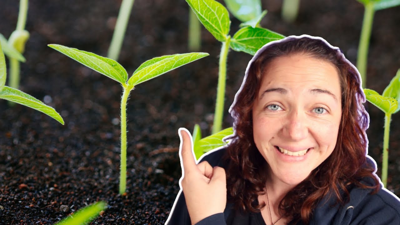 Seed Starting Tips: 12 Pro Hacks that WORK