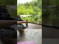 выполняю челлендж от @sasavot - поймать рыбу ВЫЖИВАНИЕ НА ОСТРОВЕ по таймеру с собакой, день 6-й | !
