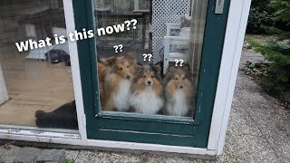 Shetland Sheepdogs stuck in the house! by Lovin' Mystery 381 views 2 months ago 3 minutes, 5 seconds