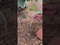 The easy way to get agrapevineseedling#smartfarming#fruitfarming#gardenplants
