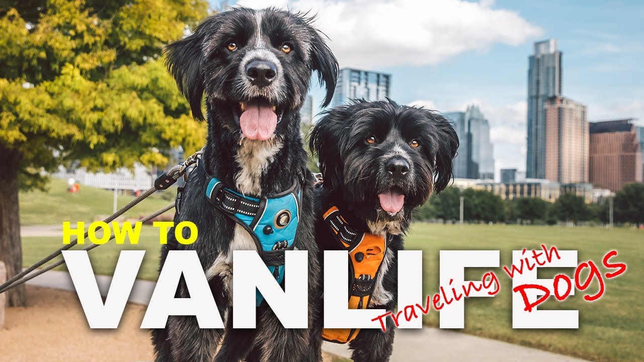 How to Travel with Pets  | Tips for traveling with dogs | Jordan Kahana Escape Campervans