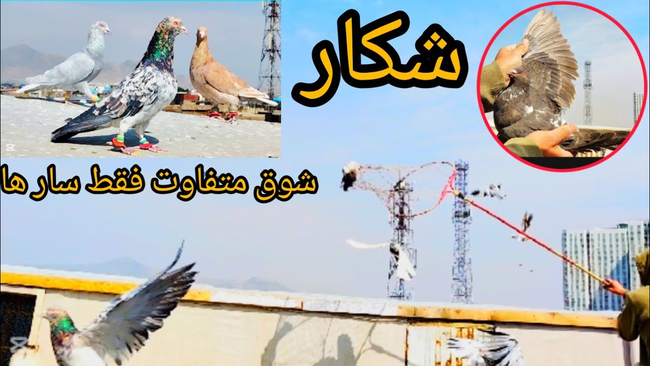 شکار حریف نا معلوم _ شوق متفاوت فقط  از سار ها  ❤شوق شاهی❤