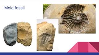 Fossils and Fossilization Vocabulary