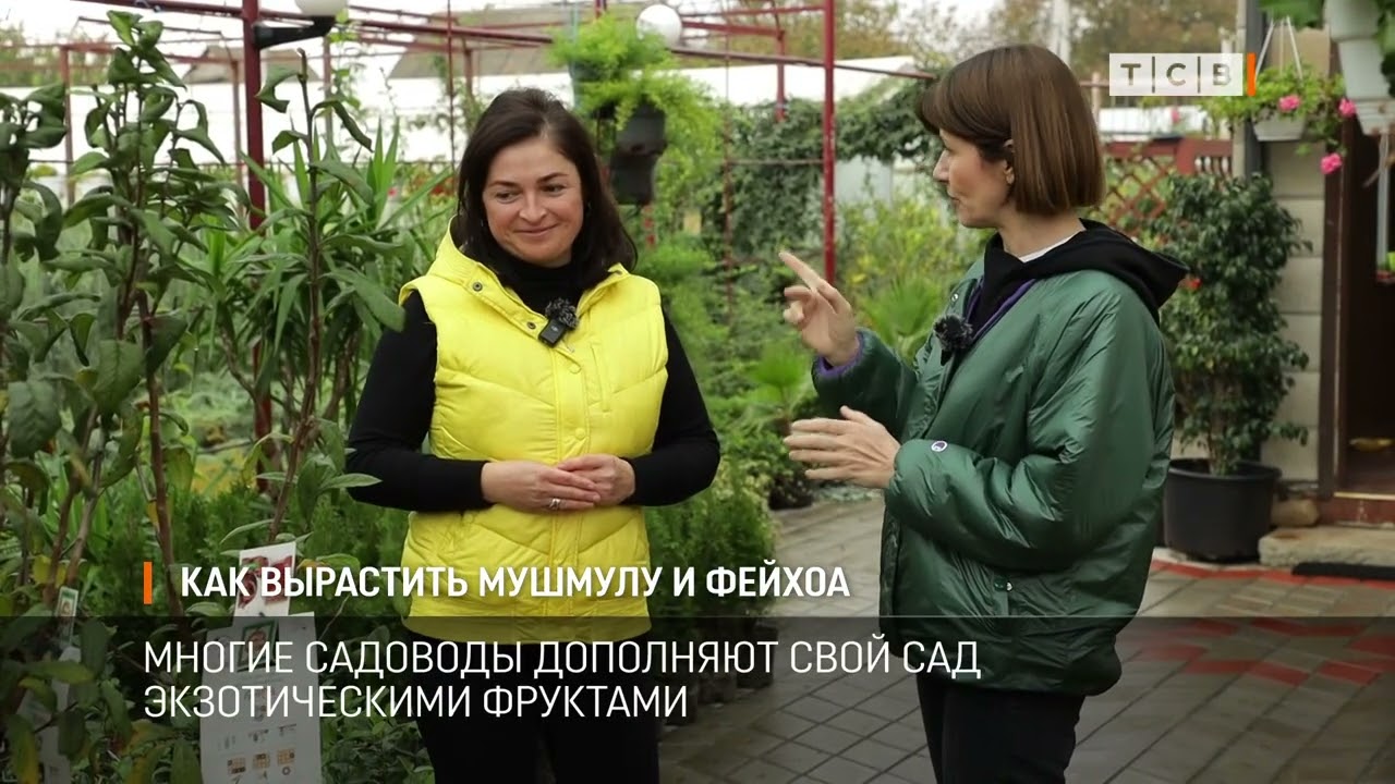 Как вырастить мушмулу и фейхоа