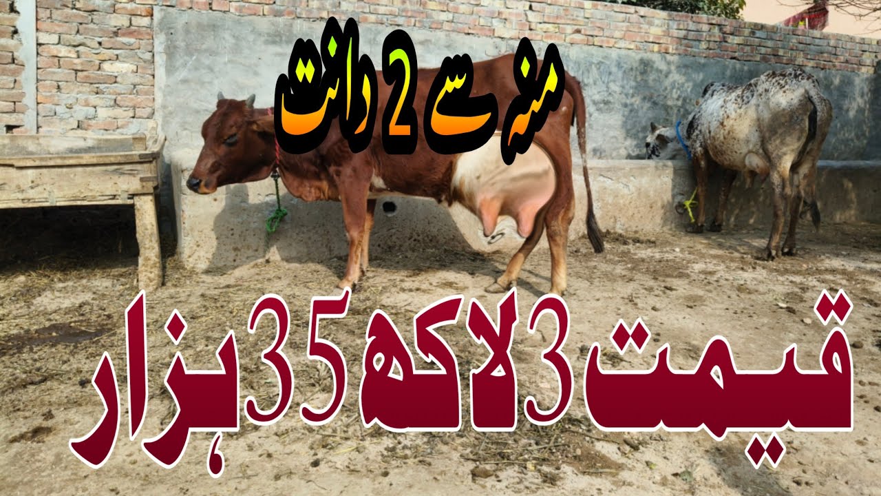 Cholstani Jersey Rohii Cholstani Cross Cow For Sale In Pakistan 03001921999 26 January 2026