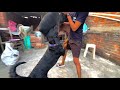 MR Vishal Vlog #youtube #trending #vlog #viral #video #rottweiler attack demo 🤯🥵￼￼