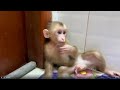 Baby monkey Miker waiting for drink milk