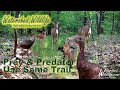 Prey & Predators Use The Same Trail