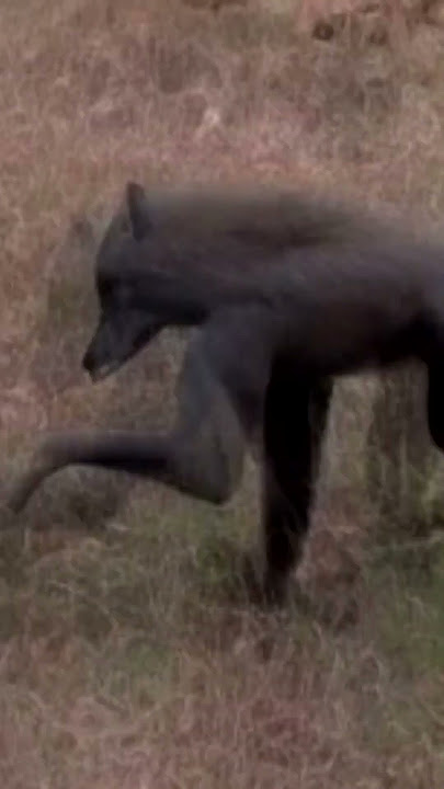 Mysterious Werewolf-like Creature Captured On Trail Cam