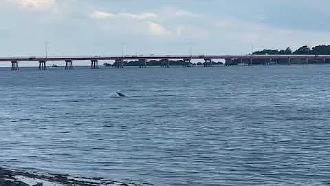 Sousa in Pumicestone Passage 20220412 - video by M...