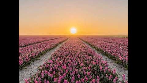 سورة الاخلاص - والمعوذتين - ماهر المعيقلي - مكرره بجودة عاليه.🌴🌳🌲