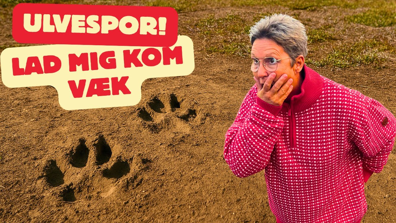 Ulvespor & rener på Vildmarksvejen, naturen overrasker os igen her fra autocamperen i Sverige