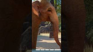 Indian Elephant Herd With Albino Elephant In Planet Zoo