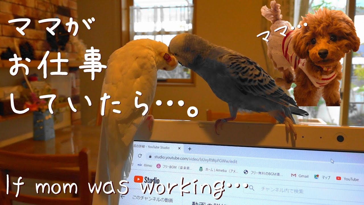 【癒し】お仕事をするママを見守り続ける子犬とインコが可愛い！【トイプードル】【犬】【セキセイインコ】Mom is