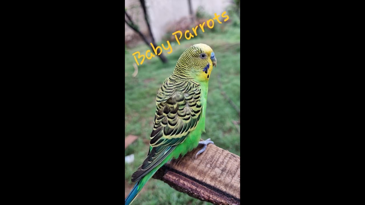 HOW TO RAISE PARROTS 🐣🐥🐦 Raising Parrots guide YouTube