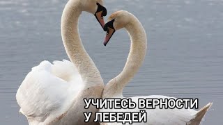 Учитесь Верности У Лебедей! Храните Жизни Чудные Мгновенья!