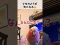 【堅実!】貯金を頑張るオウム【おしゃべりモモイロインコの春ちゃん】