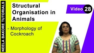 Structural Organisation in Animals | NEET | Morphology of Cockroach | Neela Bakore Tutorials