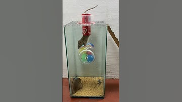 Utilize old plastic bottles to make safe mouse traps at home // Mouse trap 2 #mousetrap #shorts