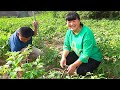 【陕北霞姐】霞姐和胖弟弟捡一筐苦菜,简单拌一拌,配上鸡蛋泡泡,陕北的早饭就这么美!