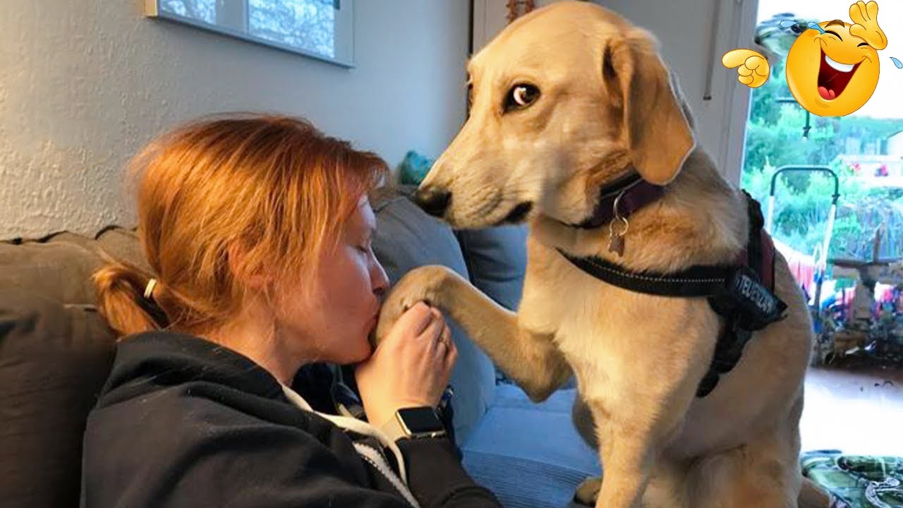 I Can’t Stop Laughing at These Dogs 😂 Funny Animals Videos 2026 #47