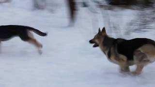 Щенки восточноевропейской овчарки 6 месяцев и взрослые собаки/ East-european Shepherd puppies Щенки восточноевропейской овчарки 6 месяцев и взрослые собаки/ East-european Shepherd puppies