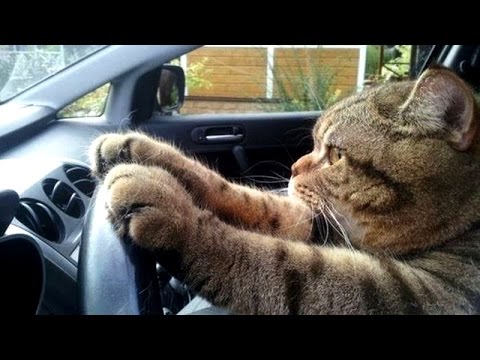 Never Trust Your Cat - Funny Cat Video - YouTube